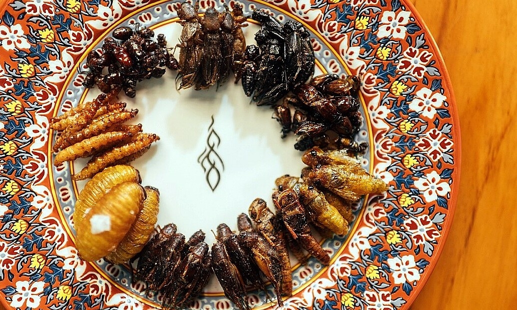 Đầu bếp Michelin khuyên ăn côn trùng